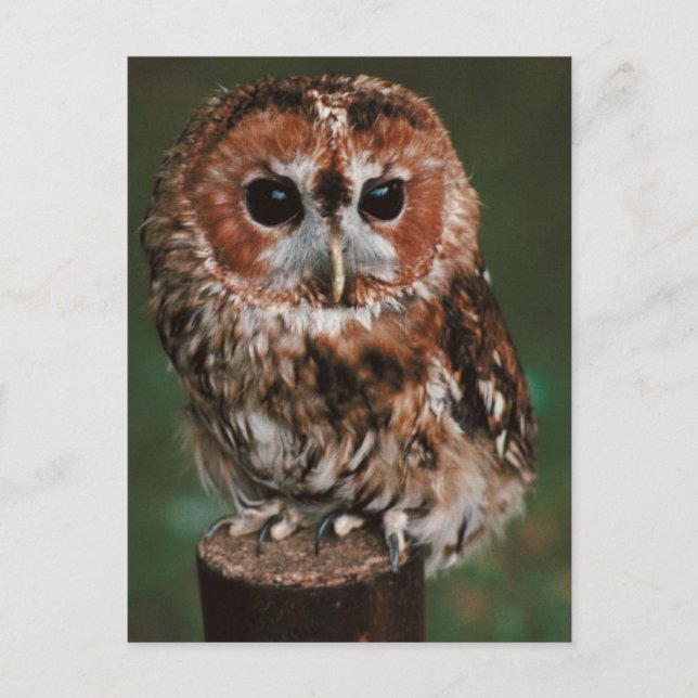 Carte Postale Baby Tawny Owl (Devant)