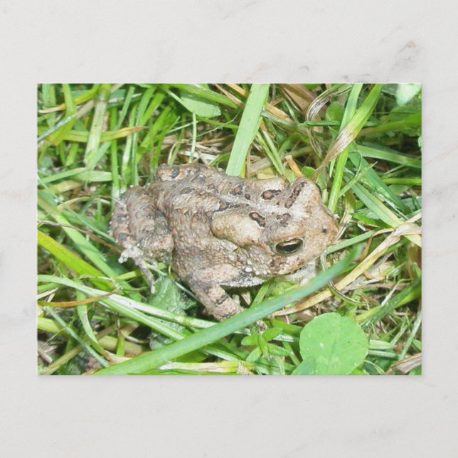 Carte Postale Baby Toad (Devant)