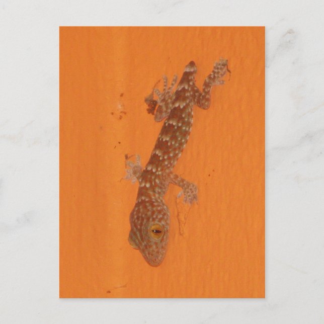 Carte Postale Baby Tokay Gecko (Devant)