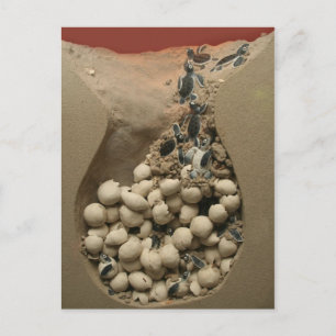 Carte Postale Baby Turtle Hatching
