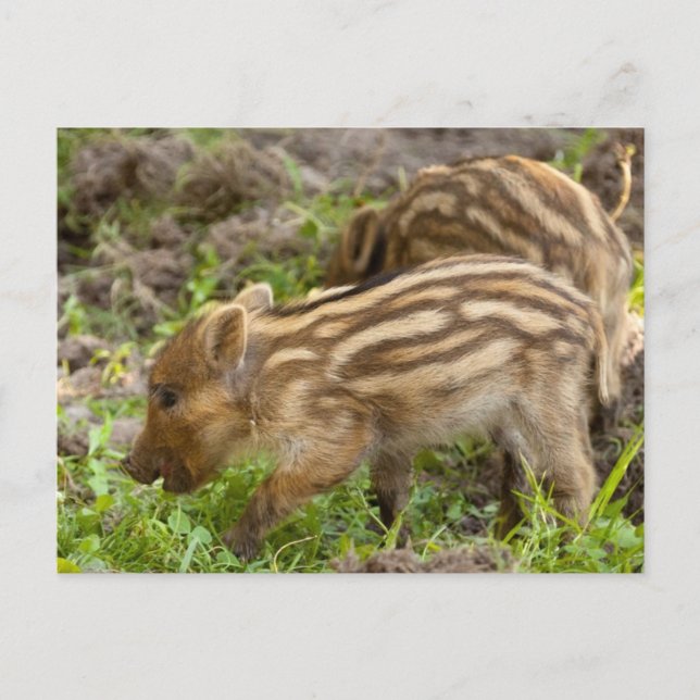 Carte Postale Baby Wild Boar (Devant)
