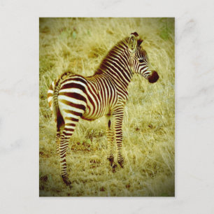 Carte Postale Baby Zebra