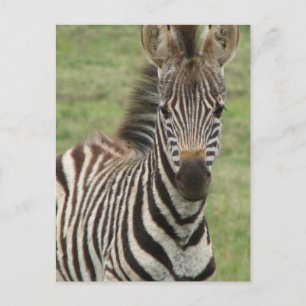 Carte postale Baby Zebra