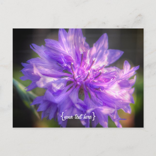 Carte Postale Bachelors Button Cornflower (Devant)