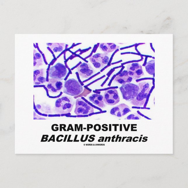 Carte Postale Bacillus anthracis (Bactéries) à action Gram-Posit (Devant)