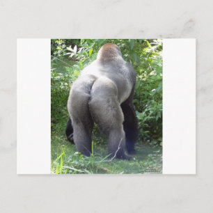 Carte Postale Backside of Gorilla