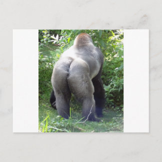 Carte Postale Backside of Gorilla