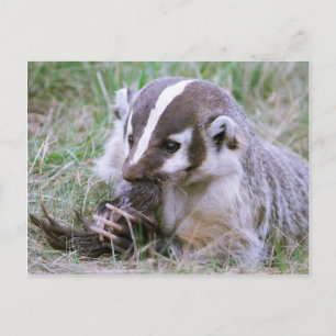 Carte Postale Badger