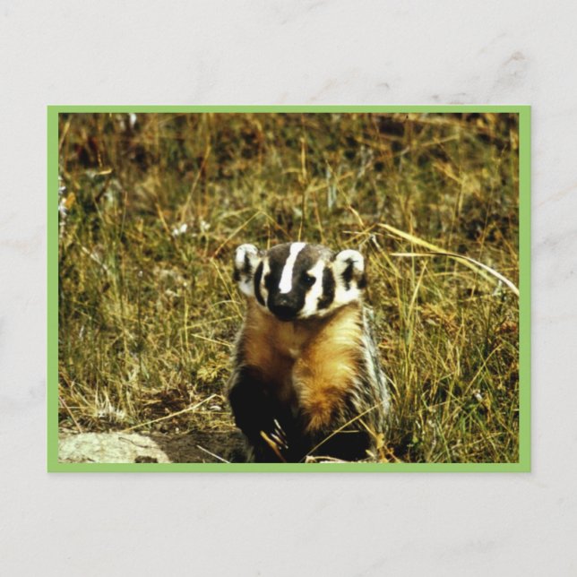 Carte Postale Badger (Devant)