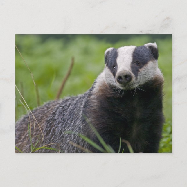 Carte postale Badger (Devant)