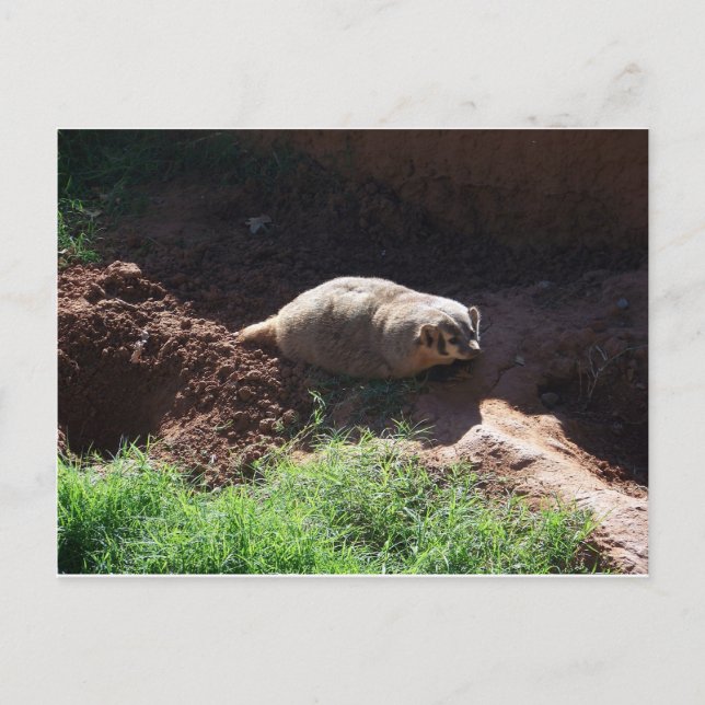 Carte Postale Badger (Devant)