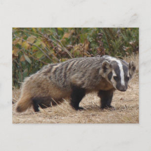 Carte postale Badger