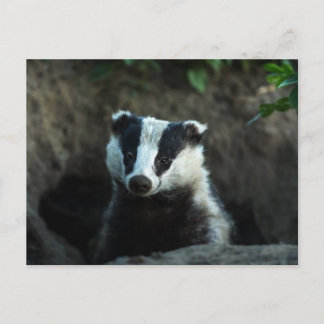 Carte Postale Badger européen