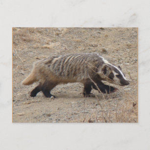 Carte postale Badger Walking