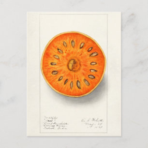 Carte Postale Bael (Aegle Marmelos) Peinture à l'aquarelle de fr