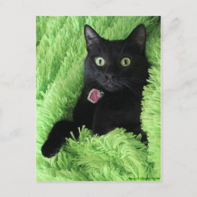 Carte Postale Bagheera le chat noir (Devant)