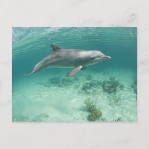 Carte Postale Bahamas, Grand Bahama Island, Freeport, Captif 6