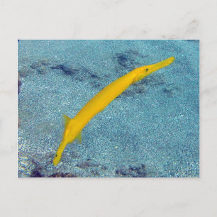 Carte Postale BAIE DE HANAUMA HAWAÏ - Poisson Trompette (Nunu)