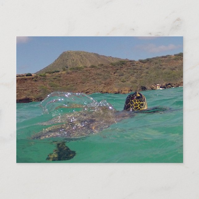 Carte Postale Baie de Hanauma Hawaii Tortue (Devant)