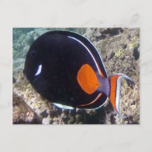 Baie de Hanauma - poisson d'Achille Tang