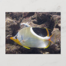 Carte Postale Baie de Hanauma - Poisson papillon à selle