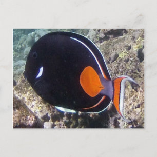 Carte Postale Baie de Hanauma - Poisson Tang Achille