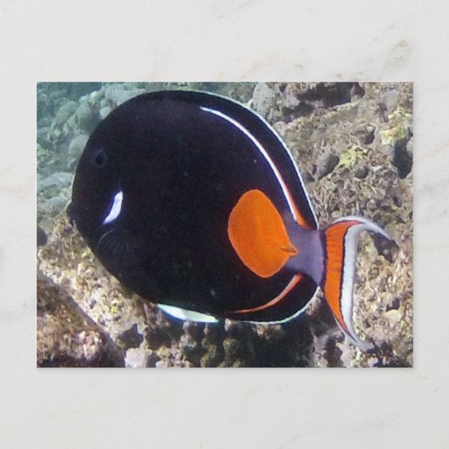 Carte Postale Baie de Hanauma - Poisson Tang Achille (Devant)
