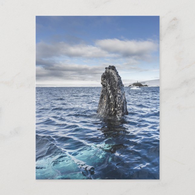 Carte Postale Baie d'espoir de Spyhops | de baleine de bosse, (Devant)