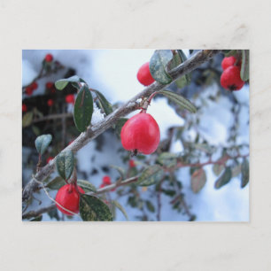 Carte Postale Baies rosehip rouges