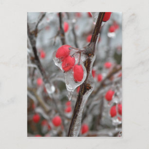 Carte Postale Baies rouges englouties dans la glace