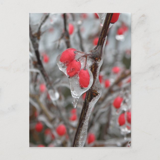 Carte Postale Baies rouges englouties dans la glace (Devant)