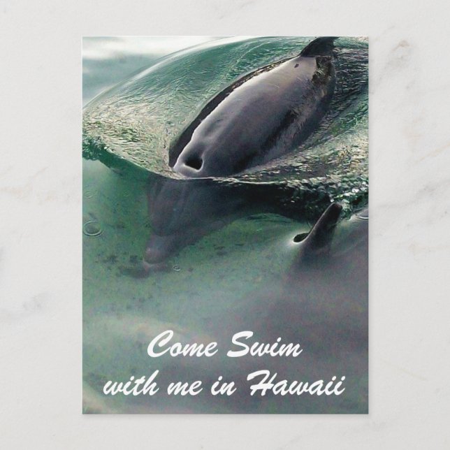 Carte Postale Baignade avec les dauphins à Hawaï Big Island (Devant)