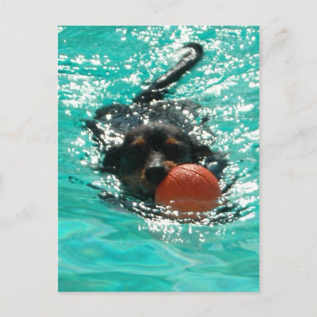 Carte Postale Baignade Dachshund ! (Devant)