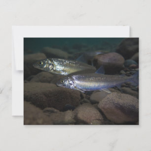 Carte Postale Baignade de corégone