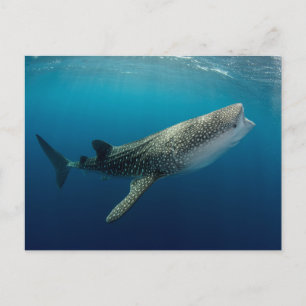 Carte Postale Baignade de requin baleine