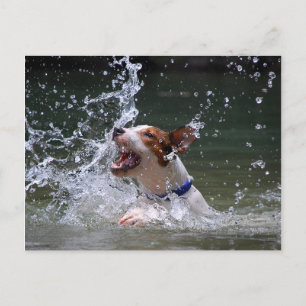 Carte Postale Baignade Puppy Splashing