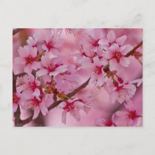 Carte Postale Baigné dans les fleurs de cerisier japonaises rose