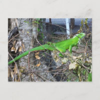 Bain de soleil Iguana à La Romain, Trinidad du sud