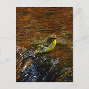 Carte Postale Bain d'oiseau canari jaune
