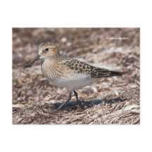 Baird's Sandpiper sur la plage
