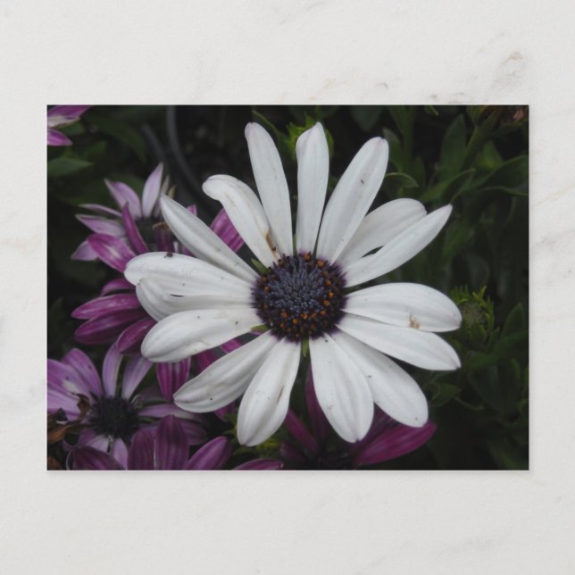 Carte Postale Baise blanche (Devant)