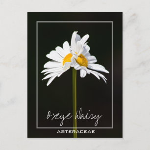 Carte Postale Baise blanche à double tête Photo Oxeye Daisy