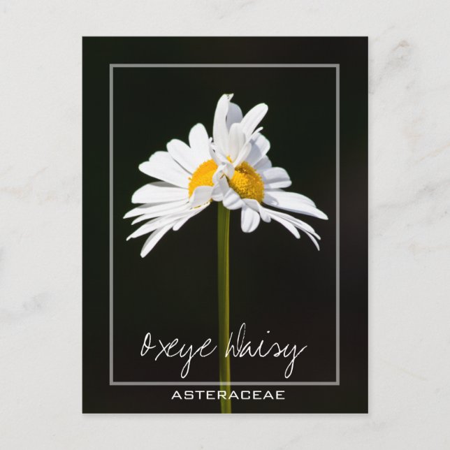 Carte Postale Baise blanche à double tête | Photo Oxeye Daisy (Devant)