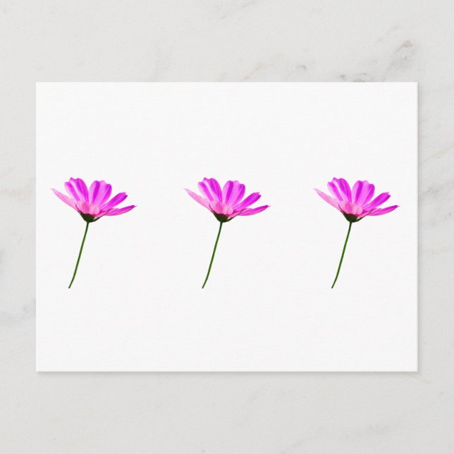 Carte Postale Baise rose (Devant)