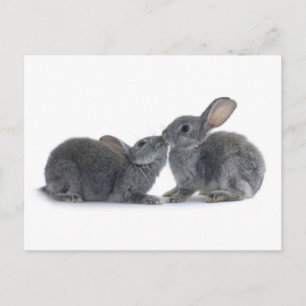Carte Postale Baiser de lapin