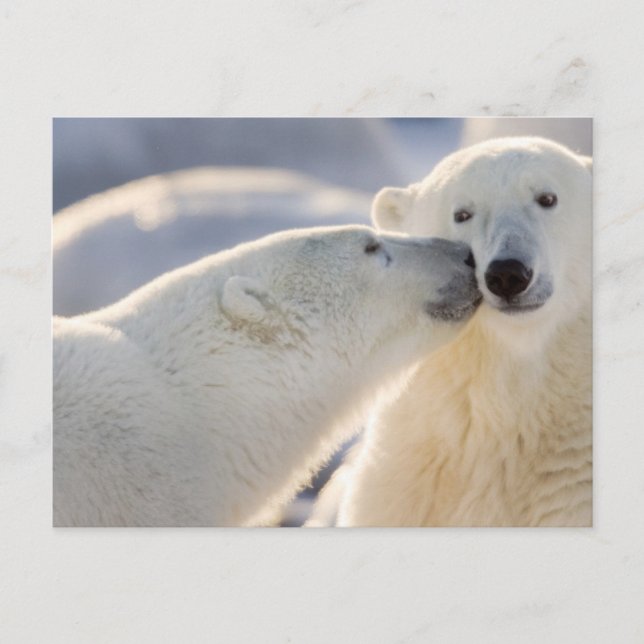 Carte Postale Baiser de l'ours polaire (Devant)
