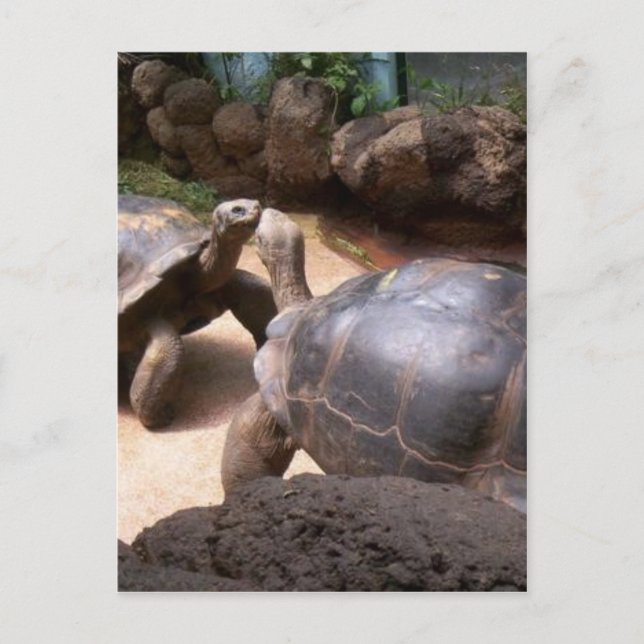 Carte Postale Baiser de tortue géante (Devant)