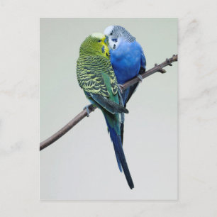 Carte Postale Baiser les Budgies