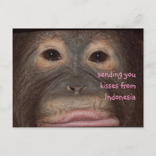 Carte Postale Baisers d'Orangutan Bonjour d'Indonésie