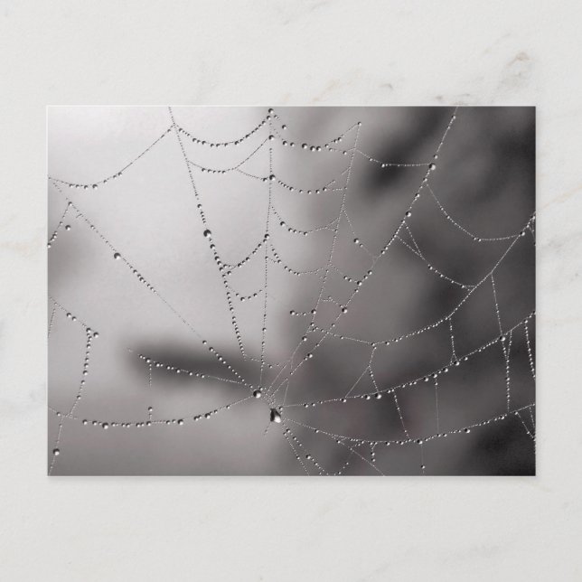 Carte Postale Baisses de Web (Devant)